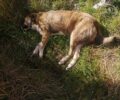 Περίσταση Πιερίας: Ακόμα ένας σκύλος νεκρός δολοφονημένος από κυνηγό