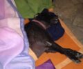 Πειραιάς: Αυτοκτόνησε ο άστεγος άνδρας λίγο μετά τον θάνατο του άστεγου σκύλου του
