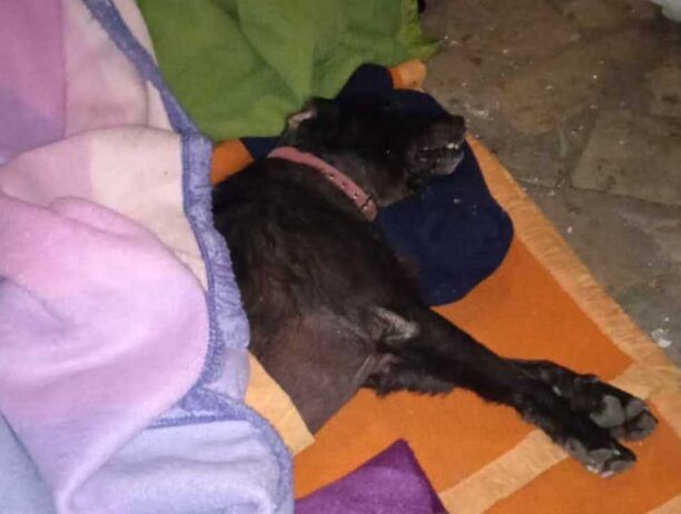 Πειραιάς: Αυτοκτόνησε ο άστεγος άνδρας λίγο μετά τον θάνατο του άστεγου σκύλου του