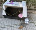 Πειραιάς: Εγκατέλειψε σκύλο ράτσας Ροτβάιλερ μέσα σε κλουβί δεμένο με λουρί (βίντεο)