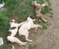 Πίσω Τούμπα Λάρισας: Βρήκε νεκρά δολοφονημένα από φόλες τα τρία σκυλάκια που φρόντιζε (βίντεο)