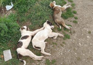 Πίσω Τούμπα Λάρισας: Βρήκε νεκρά δολοφονημένα από φόλες τα τρία σκυλάκια που φρόντιζε (βίντεο)