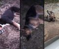 Ροδοχώρι Ημαθίας: Δύο σκυλιά δολοφονημένα με φόλες και άλλα πέντε αγνοούνται (βίντεο)