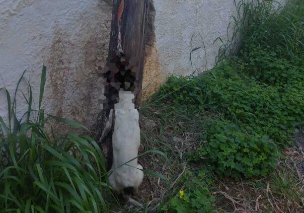 Σαλαμίνα: Βρήκαν σκύλο κρεμασμένο έξω από κοτέτσι με ζώα σε άθλιες συνθήκες