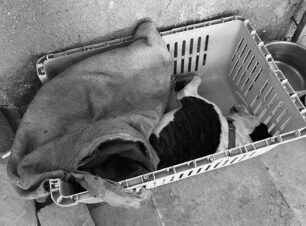 Καταγγέλλει πως ο Δήμος Αθηναίων κάλυψε εθελοντή που ευθύνεται για τον θάνατο σκύλου στο δημοτικό καταφύγιο στον Βοτανικό