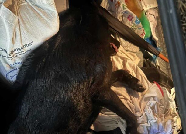 Πεθανε σκύλος που χτυπήθηκε από μηχανάκι καθώς κανείς από τον Δήμο Αμαρουσίου δεν ασχολήθηκε παρά την προσπάθεια φιλόζωων
