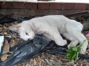 Σταυρούπολη Θεσσαλονίκης: Πυροβολεί, τραυματίζει και σκοτώνει γάτες με αεροβόλο