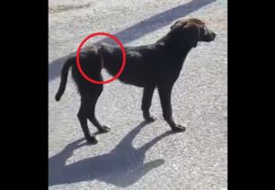 Τρίπολη Αρκαδίας: Έκκληση για σκύλο που υποφέρει με θηλιά στην κοιλιά του (βίντεο)