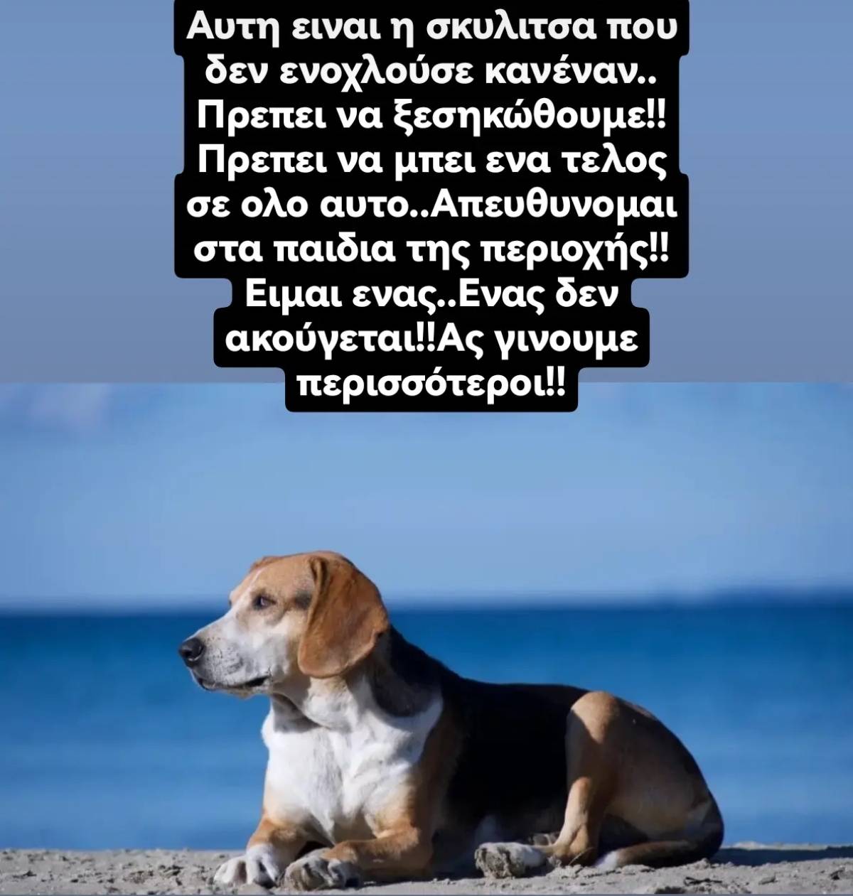 Βαλανιδόραχη Πρέβεζας: Βρήκαν σκυλιά δολοφονημένα με φόλες (βίντεο) 20 ValanidorahiPrevezasDilitiriasmenosSkylos2 2024 1