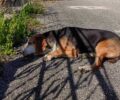 Βαλανιδόραχη Πρέβεζας: Βρήκαν σκυλιά δολοφονημένα με φόλες (βίντεο)