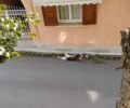 Αγρίνιο Αιτωλοακαρνανίας: Η Αστυνομία δεν ήθελε μάρτυρας να κάνει μήνυση στον άνδρα που έσερνε σκύλο στην άσφαλτο
