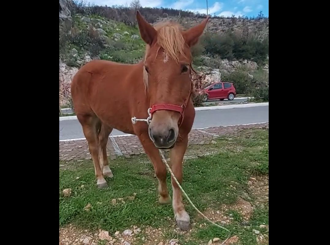 Έκκληση για μεταφορά άλογου που βρέθηκε να κυκλοφορεί αδέσποτο στη Χασιά Αττικής (βίντεο)
