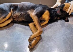 Καταγγέλλουν την κακοποίηση αδέσποτων σκυλιών στο Δημοτικό Κυνοκομείο Τρίπολης - Η Εισαγγελία θα παρέμβει;