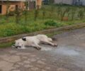 Με φόλες δολοφόνησαν πολλά αδέσποτα σκυλιά στα χωριά Σιταγροί και Μεγαλόκαμπος Δράμας