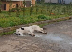 Με φόλες δολοφόνησαν πολλά αδέσποτα σκυλιά στα χωριά Σιταγροί και Μεγαλόκαμπος Δράμας