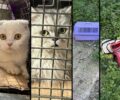 Εκάλη Αττικής: Βρήκαν γάτες ράτσας παρατημένες στο δάσος Φασίδερη