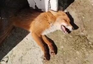 Ελευθεροχώρι Κιλκίς: Πέθανε αλεπού που βρέθηκε πυροβολημένη από κυνηγό (βίντεο)