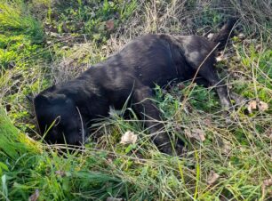 Φανάρι Ροδόπης: Ακόμα ένας σκύλος δολοφονημένος με φόλα