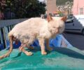 Φιλιάτες Θεσπρωτίας: Έκκληση για την εξαθλιωμένη γάτα με το βγαλμένο έντερο (βίντεο)