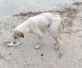 Φιλιατρά Μεσσηνίας: Ακόμα ένας σκύλος τραυματισμένος, πυροβολημένος από κυνηγό (βίντεο)