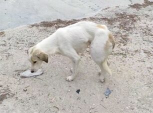 Φιλιατρά Μεσσηνίας: Ακόμα ένας σκύλος τραυματισμένος, πυροβολημένος από κυνηγό (βίντεο)