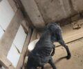 Φίλυρο Θεσσαλονίκης: Συνελήφθη κυνηγός που κακοποιούσε τα σκυλιά του καθώς τα άφηνε χωρίς τροφή/νερό (βίντεο)