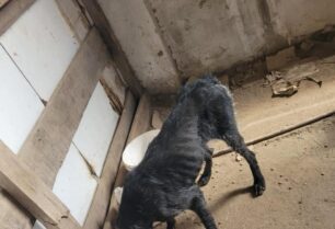 Φίλυρο Θεσσαλονίκης: Συνελήφθη κυνηγός που κακοποιούσε τα σκυλιά του καθώς τα άφηνε χωρίς τροφή/νερό (βίντεο)