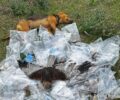 Θεσσαλία: Βρέθηκαν 193 φόλες και δολοφονημένα 12 σκυλιά και 4 πουλιά ανάμεσα σε Διάσελο και Βερδικούσια