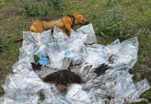 Θεσσαλία: Βρέθηκαν 193 φόλες και δολοφονημένα 12 σκυλιά και 4 πουλιά ανάμεσα σε Διάσελο και Βερδικούσια