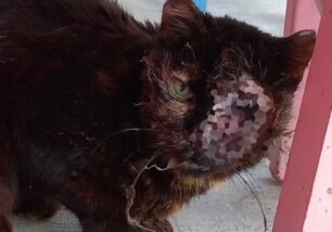 Αθήνα: Έκκληση για τραυματισμένη αδέσποτη γάτα στα Πετράλωνα