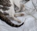 Με φόλες δολοφονεί γάτες στους Θρακομακεδόνες Αττικής