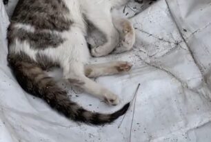 Με φόλες δολοφονεί γάτες στους Θρακομακεδόνες Αττικής