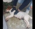 Γλύφα Ηλείας: Δηλητηρίασε με φόλα σκυλίτσα - Τα κουτάβια της βρέθηκαν μέσα σε βαρέλι (βίντεο)
