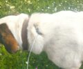 Γονάτσα Μεσσηνίας: Βρήκε τον σκύλο της παγιδευμένο σε συρμάτινη θηλιά κυνηγού