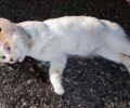 Γωνιά Ρεθύμνου: Βρήκε τρίποδη γάτα δολοφονημένη με αεροβόλο πυροβολημένη στο κεφάλι