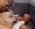 Ιεράπετρα Λασιθίου: Βρήκε στα σκουπίδια τρία σκυλιά μέσα σε κλουβί (βίντεο)