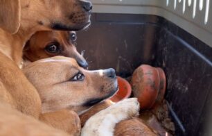 Ιεράπετρα Λασιθίου: Βρήκε στα σκουπίδια τρία σκυλιά μέσα σε κλουβί (βίντεο)