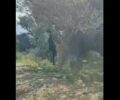 Ικαρία: Βρήκε κατσίκα απαγχονισμένη σε ελιά (βίντεο)