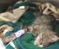 Κιλκίς: Βασανιστικός ο θάνατος γάτας που δολοφονήθηκε με φόλα (βίντεο)
