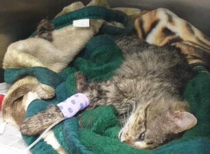 Κιλκίς: Βασανιστικός ο θάνατος γάτας που δολοφονήθηκε με φόλα (βίντεο)