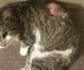 Κιλκίς: Γάτα βρέθηκε πυροβολημένη με αεροβόλο – Έκκληση για τη φροντίδα της