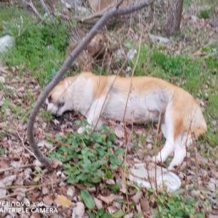 Κομοτηνή Ροδόπης: Βρήκαν 4 σκυλιά δολοφονημένα με φόλες 3 KomotiniRodopisDilitiriasmenaSkylia1 3 2024 1