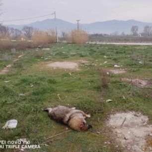 Κομοτηνή Ροδόπης: Βρήκαν 4 σκυλιά δολοφονημένα με φόλες 1 KomotiniRodopisDilitiriasmenaSkylia1 3 2024 2