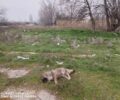 Κομοτηνή Ροδόπης: Βρήκαν 4 σκυλιά δολοφονημένα με φόλες