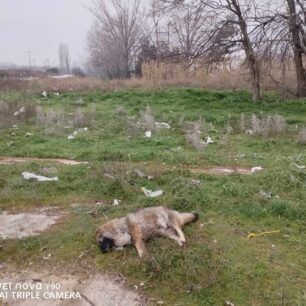 Κομοτηνή Ροδόπης: Βρήκαν 4 σκυλιά δολοφονημένα με φόλες 2 KomotiniRodopisDilitiriasmenaSkylia1 3 2024 4