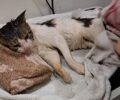 Κορυδαλλός Αττικής: Φροντίζουν γάτα που βρέθηκε με σπασμούς και εγκαύματα να μυρίζει βενζίνη (βίντεο)