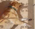 Κουφάλια Θεσσαλονίκης: Δολοφονήθηκε με φόλα ακόμα ένας σκύλος