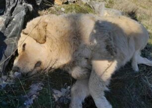 Κρεβατάκια Κοζάνης: Δίνουν αμοιβή 3.700 ευρώ σε όποιον αποδείξει ποιος δολοφόνησε σκυλιά και γάτες με φόλες