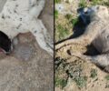 Κρόκος Κοζάνης: Δύο σκυλιά δολοφονημένα με φόλες μέσα σε μερικές ημέρες