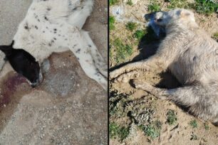 Κρόκος Κοζάνης: Δύο σκυλιά δολοφονημένα με φόλες μέσα σε μερικές ημέρες